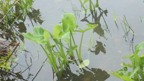Vibrant Green Frog Plants In Marsh Swamp Lake Stock Footage 106673571