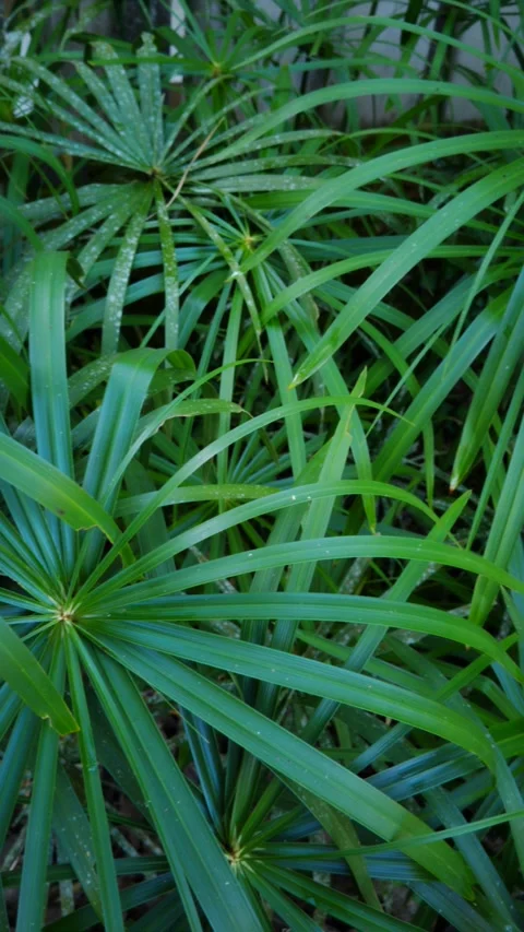 Vibrant green fronds arch gracefully upward Stock Footage 330920126