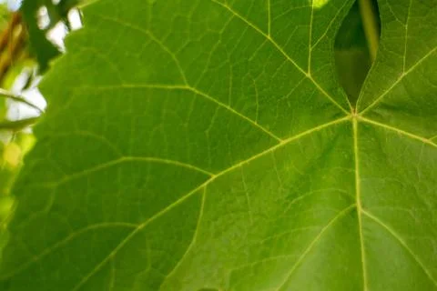 Vibrant green grape leaf close up with delicate veins and texture Stock Photos
