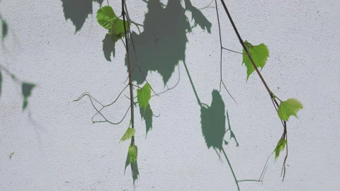 Vibrant green grape leaves casting sharp shadows on textured white wall Stock Footage 341291387