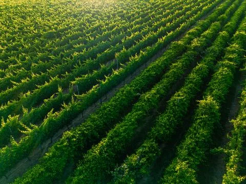 Vibrant Green Grapevines in Parallel Rows Across a Sunlit Vineyard at Golde.. Stock Photos