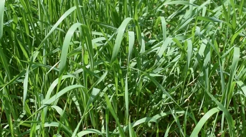 Vibrant green grass background blown by breeze Stock Footage 69019322