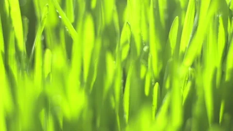 Vibrant green grass close-up, dew drops glisten under sunlight Stock Footage 341451813