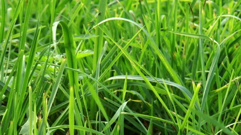 Vibrant green grass close-up Stock Footage 94953738