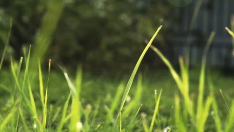 Vibrant green grass close-up Stock Footage 99904902