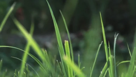 Vibrant green grass close-up Stock Footage 99904919