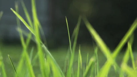 Vibrant green grass close-up Stock Footage 99904944