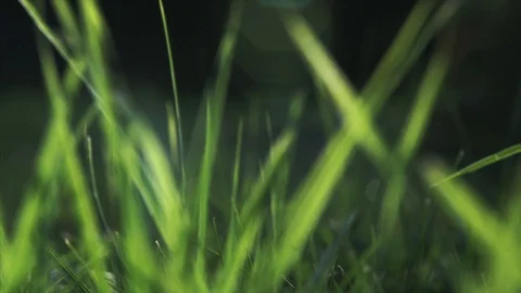 Vibrant green grass close-up Stock Footage 99904946