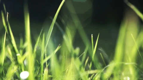 Vibrant green grass close-up Stock Footage 99904980
