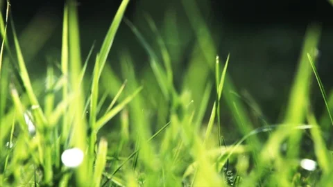 Vibrant green grass close-up Stock Footage 99904981