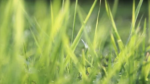 Vibrant green grass close-up Stock Footage 99904990