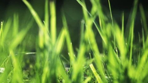 Vibrant green grass close-up Stock Footage 99905005