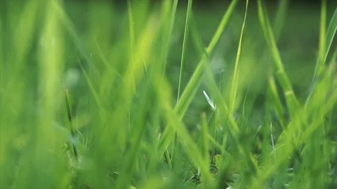 Vibrant green grass close-up Stock Footage 99905030