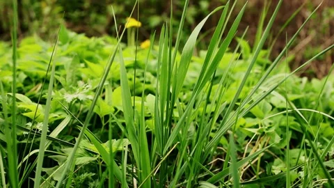Vibrant green grass close-up. Stock Footage 262580809