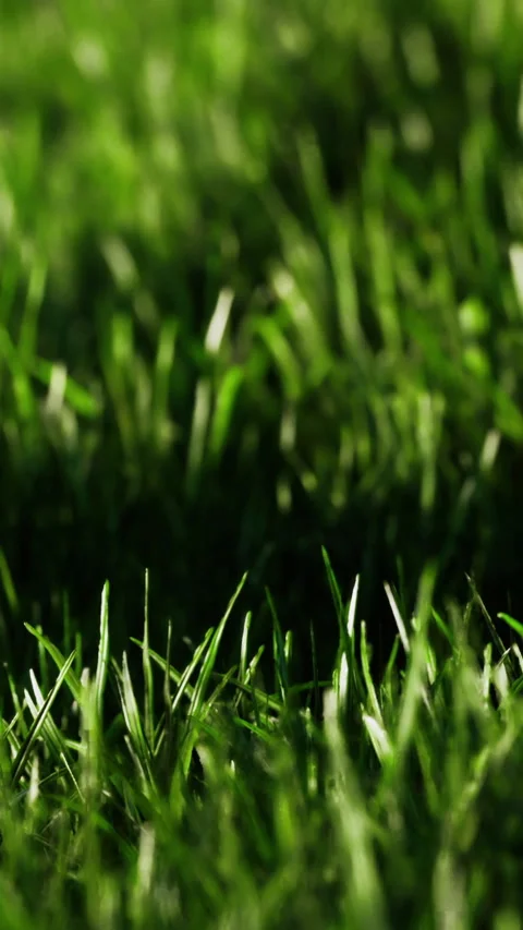 Vibrant green grass dancing in the gentle breeze of a sunny day Stock Footage 334253467
