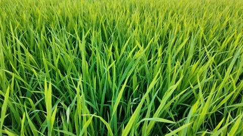 Vibrant Green Grass for Earth Day Stock Footage 288683726