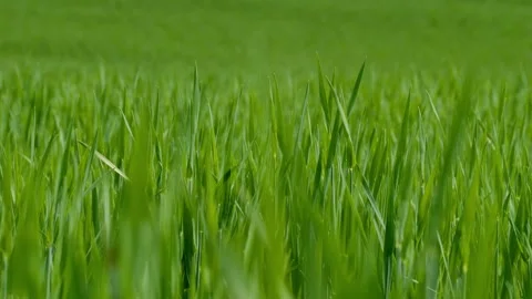 A Vibrant Green Grass Field Captured Beautifully in Motion Amidst a Sunny Stock Footage 309334807