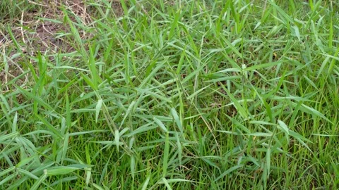 Vibrant green grass field showcasing rich texture and natural beauty beneath Stock Footage 344826527