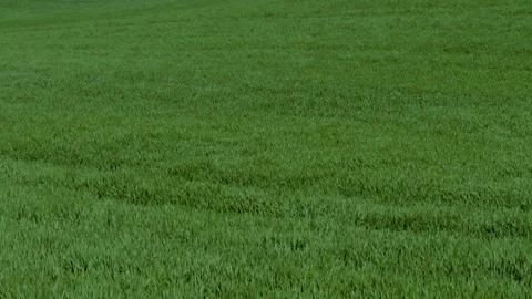 A Vibrant Green Grass Field Spreading Out Under a Bright Blue Sky Creating an Stock Footage 313287480