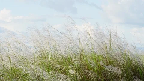 Vibrant green grass fields sway gently in the summer wind under a vast blue sky Stock Footage 320856588