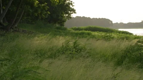 Vibrant Green Grass in Motion – Tranquil Outdoor Scene 스톡 동영상 314705325