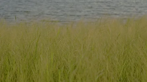 Vibrant Green Grass in Motion – Tranquil Outdoor Scene 스톡 동영상 314705567