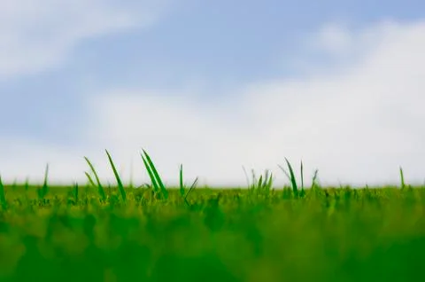 Vibrant green grass Stock Photos