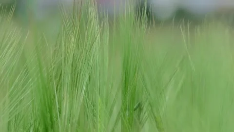The Vibrant Green Grass in Soft Focus, Beautifully Captured Amidst Natures Stock Footage 311261452
