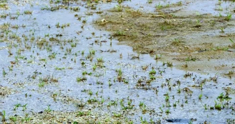 Vibrant green grass sprouting through shallow water in a serene wetland 库存影片 342905332