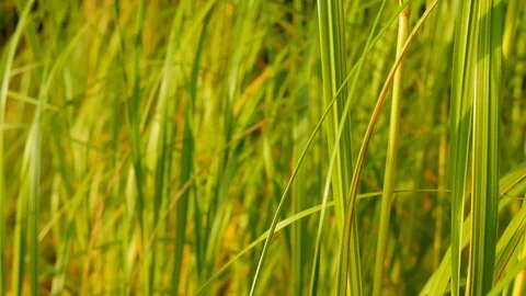 Vibrant green grass sunset close up.. Green grass macro. Agriculture landscape Stock Footage 120408243