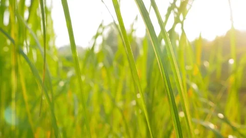 Vibrant green grass sunset close up.. Green grass macro. Agriculture landscape Stock Footage 120408245
