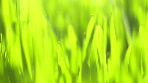 Vibrant green grass sways gently in the breeze Stock Footage 343596312
