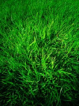 Vibrant Green Grass Texture Background Stock Photos
