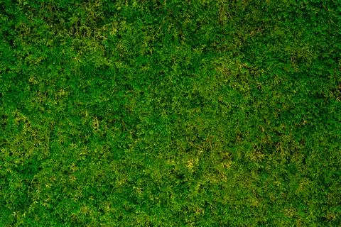 Vibrant green grass texture background full frame natural lawn texture Stock Photos