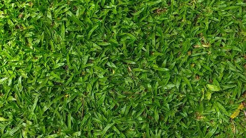Vibrant Green Grass Texture Stock Photos