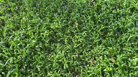 Vibrant green grass viewed from above under daylight Video stock 314708705