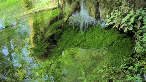 Vibrant Green Grass Waves in Quiet Rainforest Stream, 4K Stock Footage 160446241