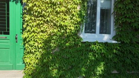 Vibrant green ivy covers a rustic stone wall with a bright green door Stockbeeldmateriaal 340633096