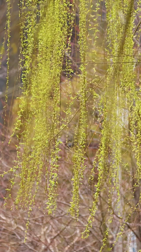 Vibrant Green Japanese Willow Tree Branches Swaying in Spring Breeze Stock Footage 343593671