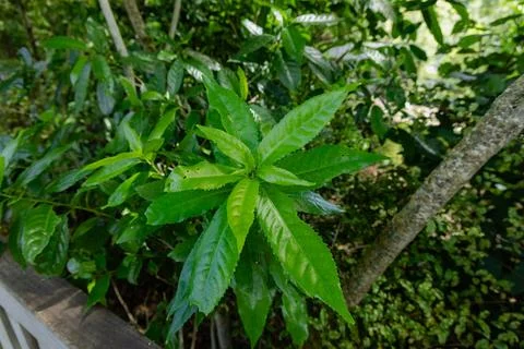 Vibrant Green Lanceolate Leaves Forest Understory Stock Photos