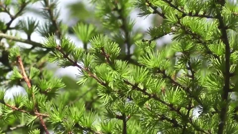 Vibrant Green Larch Tree Branches in Sunlight Stock Footage 302301114