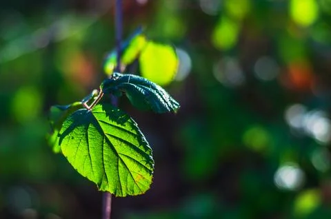 Vibrant green leaf backlit by sunlight, showcasing intricate vein patterns .. Stock Photos
