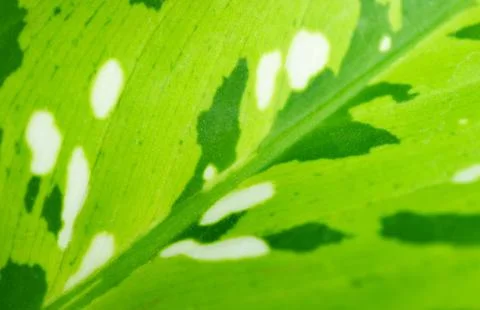 Vibrant Green Leaf with Beautiful Pattern of Leopard lily or Dieffenbachia Plant 스톡 사진