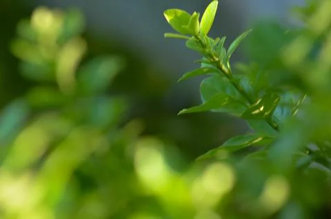 Vibrant Green Leaf Close-up with Soft Background Bokeh | Nature Photography Stock Photos
