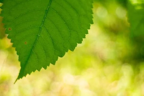Vibrant green leaf closeup with soft blurred nature background bokeh 库存照片