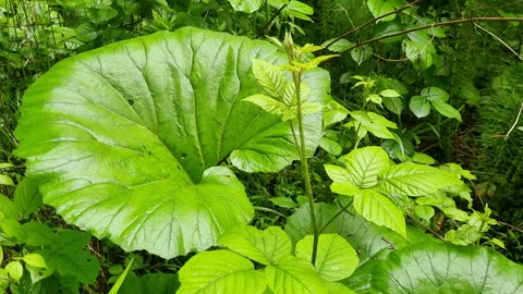 Vibrant green leaf dominates the foreground, surrounded by smaller plants in a Stock Footage 309313305