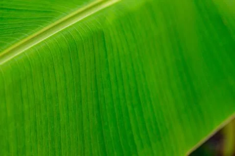 Vibrant green leaf dominates the frame Stock Photos