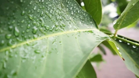 Vibrant green leaf Stock Footage 295080552