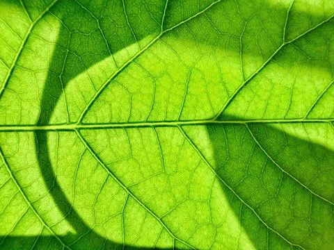 Vibrant green leaf macro capturing sunlight glow through intricate vein network  Stock Photos