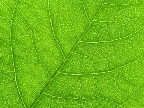 Vibrant green leaf macro close up natural background. Stock Photos